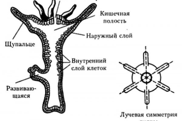 Сайт мега на торе что это